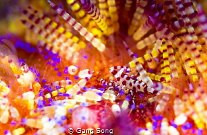 the most colorful ever by Gang Song 